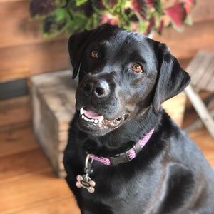 Meet your Posher, Denise